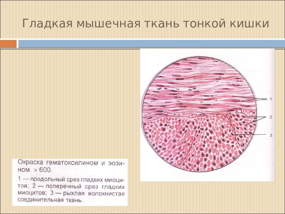 Гладкая мышечная ткань биология 8 класс