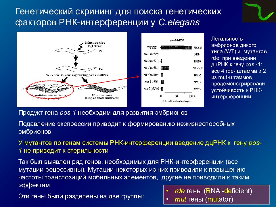 Длинные некодирующие рнк. Некодирующие РНК эукариот. Скрининг генетика. Виды некодирующих РНК.