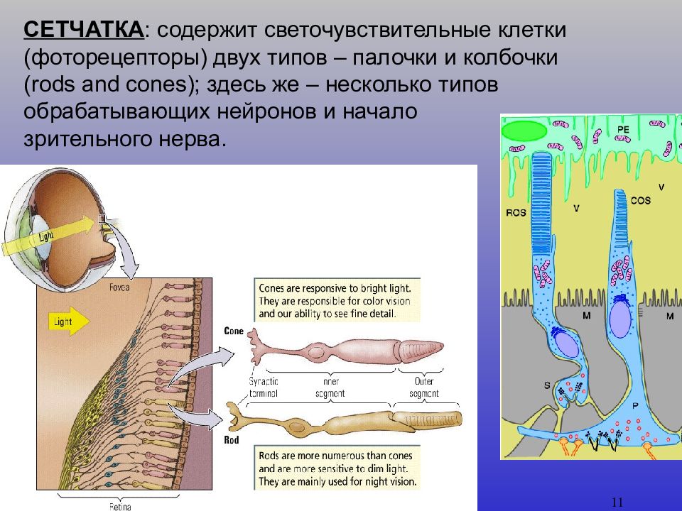 Содержит фоторецепторы глаза. Светочувствительные клетки. Светочувствительные клетки содержит. Светочувствительные клетки палочки и колбочки. Не содержит светочувствительных клеток.