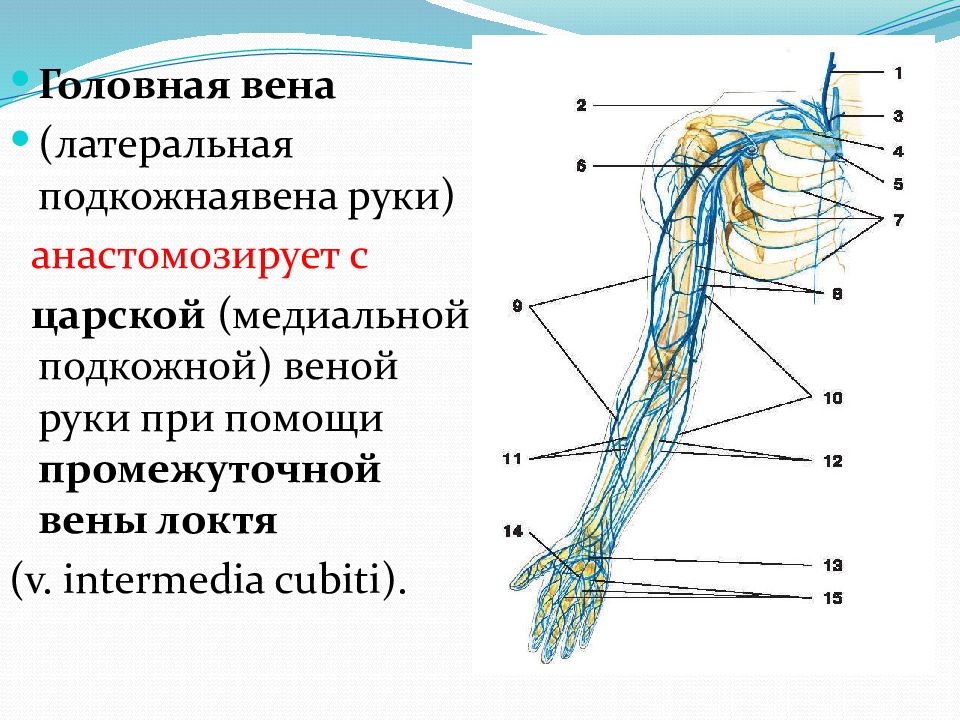 Медиальная подкожная вена руки. Промежуточная Вена локтя. Промежуточная Вена локт. Латеральная подкожная Вена руки проекция.