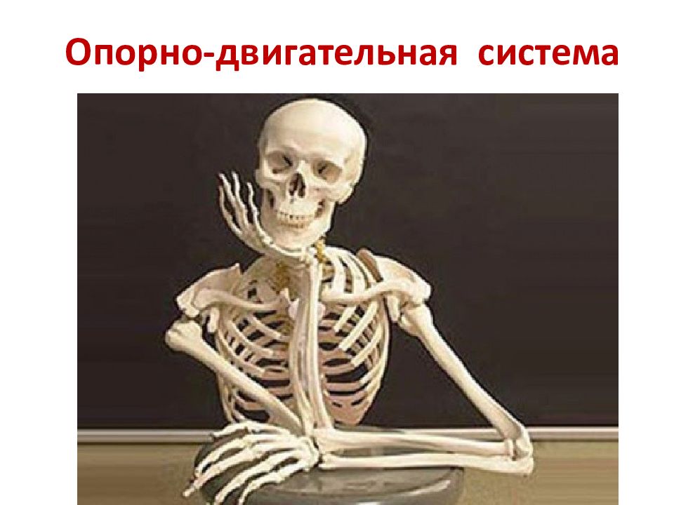 Опорно-двигательная система
