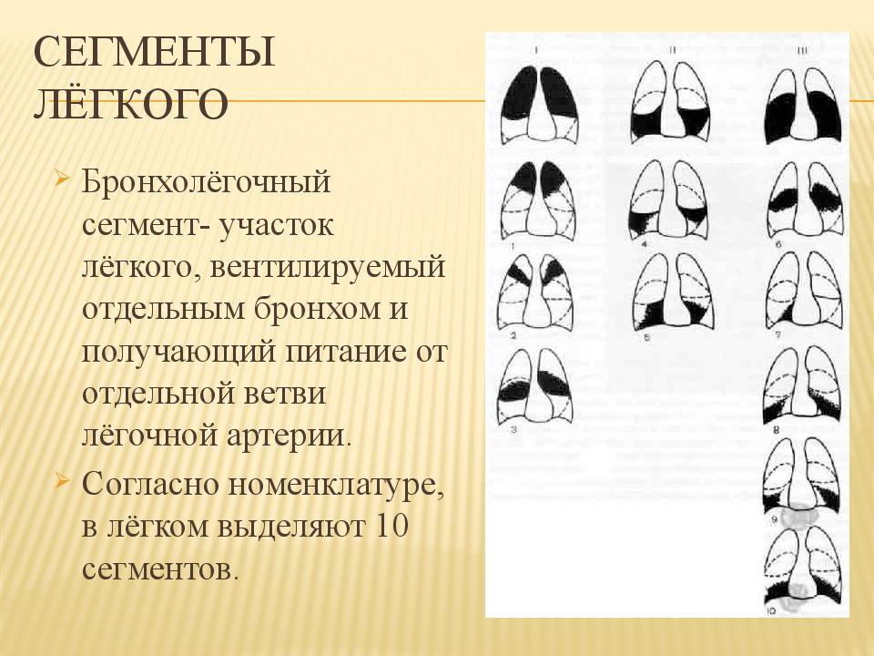 Сегменты легких схема. Сегменты легкого. Бронхолегочные сегменты. 5 Сегмент легких. Бронхолегочные сегменты легкого.