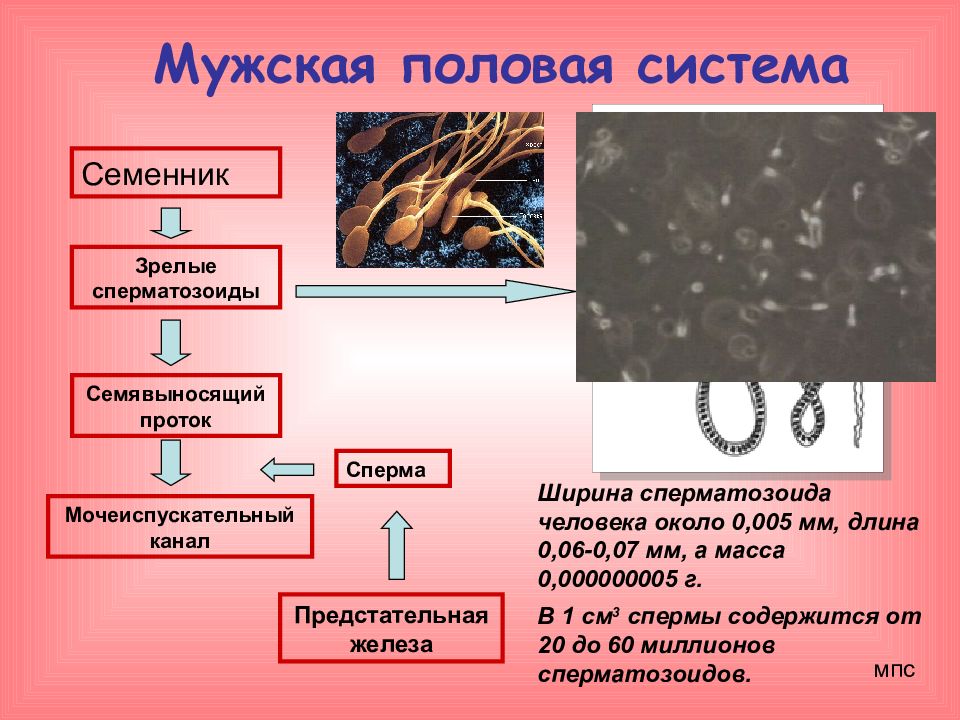 Мужская половая система фото