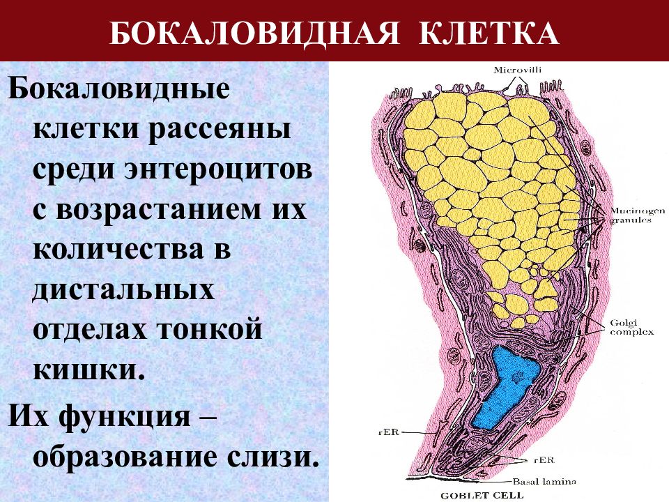 Клетки кишечника. Бокаловидные клетки препарат. Бокаловидные клетки кишечника функции. Бокаловидные клетки толстой кишки гистология. Бокаловидный экзокриноцит.