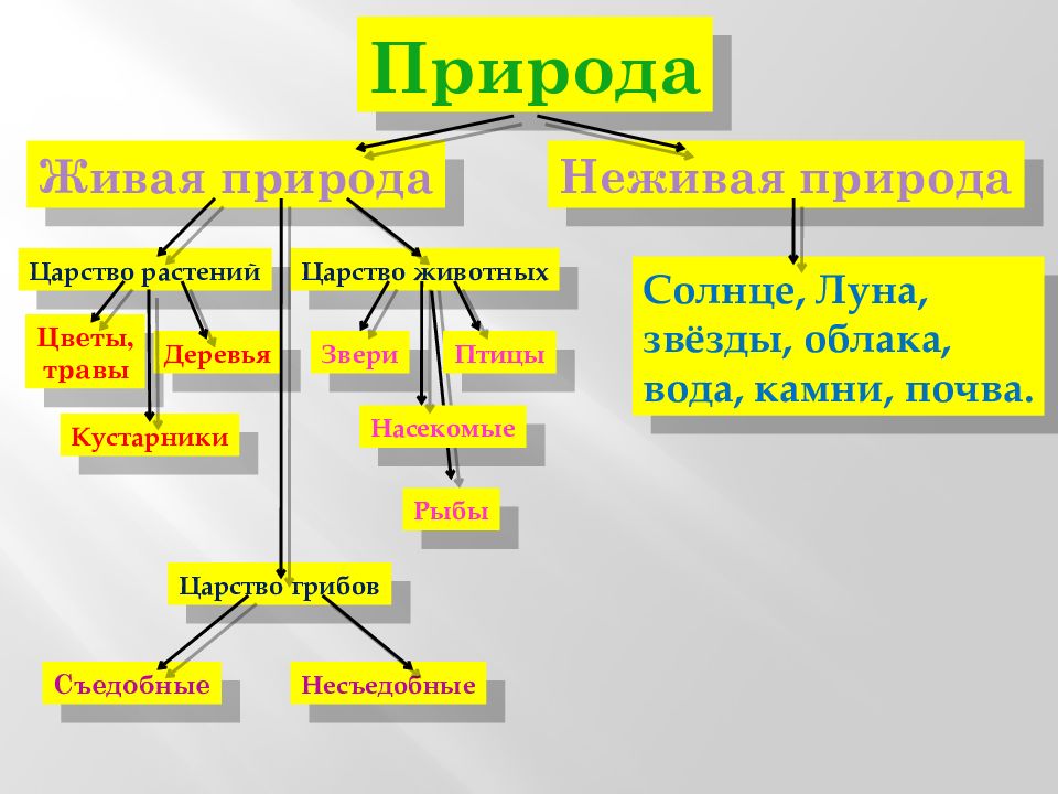 Заполни схему царство живой природы окружающий мир 2 класс