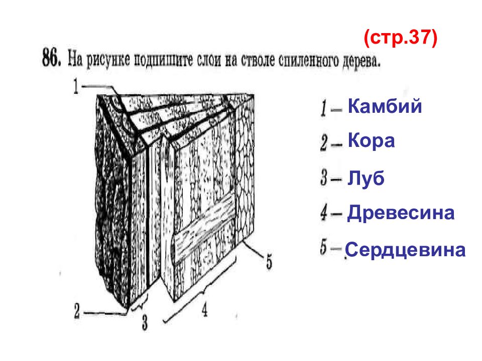 Строение стебля 6 класс пасечник. Слои на стволе спиленного дерева. Слои на стволе спиленного дерева биология 6 класс. Слои на стволе спиленного дерева схема. На рисунке подпишите слои на стволе спиленного дерева.