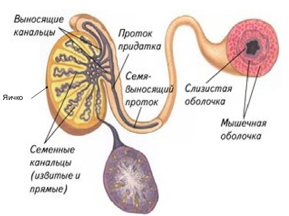 Презентация на тему мужская половая система