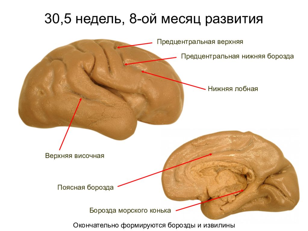 Шпорная борозда мозга. Предцентральная борозда анатомия. Борозда морского конька в мозге. Поясная борозда анатомия. Борозда гиппокампа анатомия.