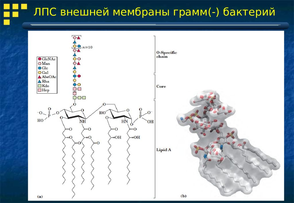 Грамм плюс. Лпс наружной мембраны. Липополисахарид бактерий. Лпс наружной мембраны грамотрицательных бактерий состоит. Лпс грамотрицательных бактерий.