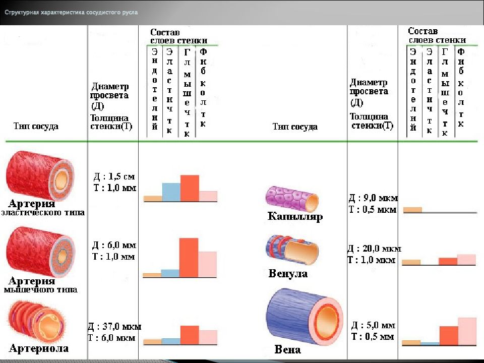Диаметр сосудов. Структурно-функциональная классификация сосудов физиология. Классификация сосудов по строению и выполняемым функциям. Функциональная классификация сосудов. Классификация сосудов анатомия.
