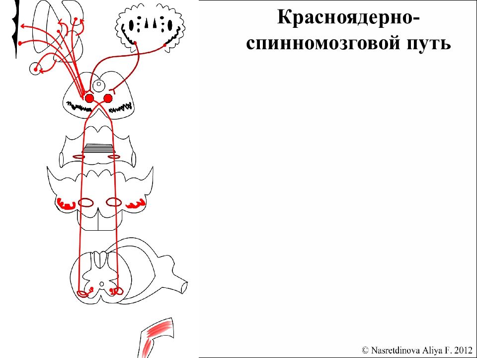 Покрышечно спинномозговой путь схема