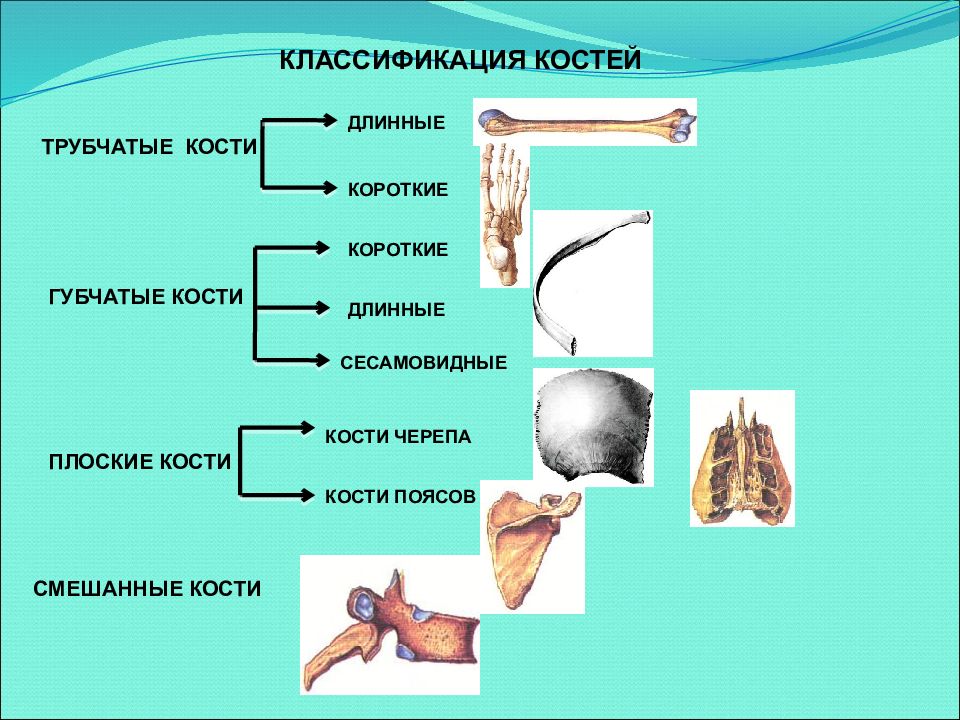 Плоские кости примеры