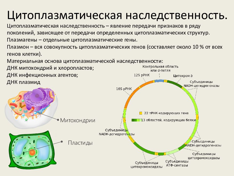 Наследственная информация растительной клетки. Цитоплазматическая наследственность плазмиды. Понятие о цитоплазматической наследственности. Цитоплазматические наследственные это. Роль симбионтов клетки в цитоплазматической наследственности.