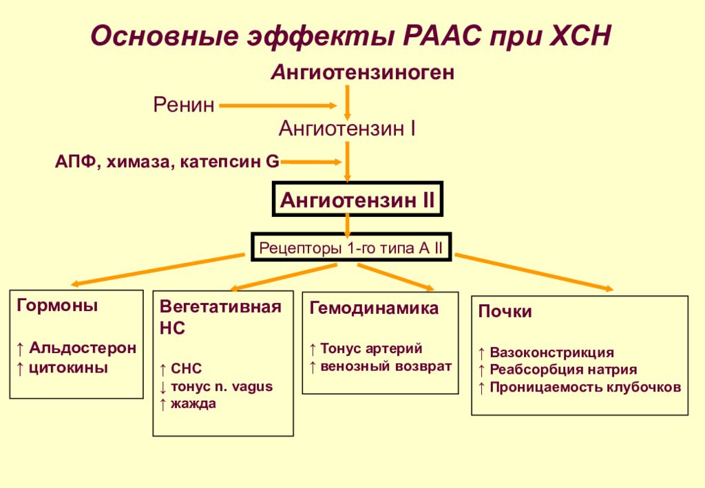 Схема патогенеза артериальной гипертензии с учетом роли ренин ангиотензин альдостероновой системы