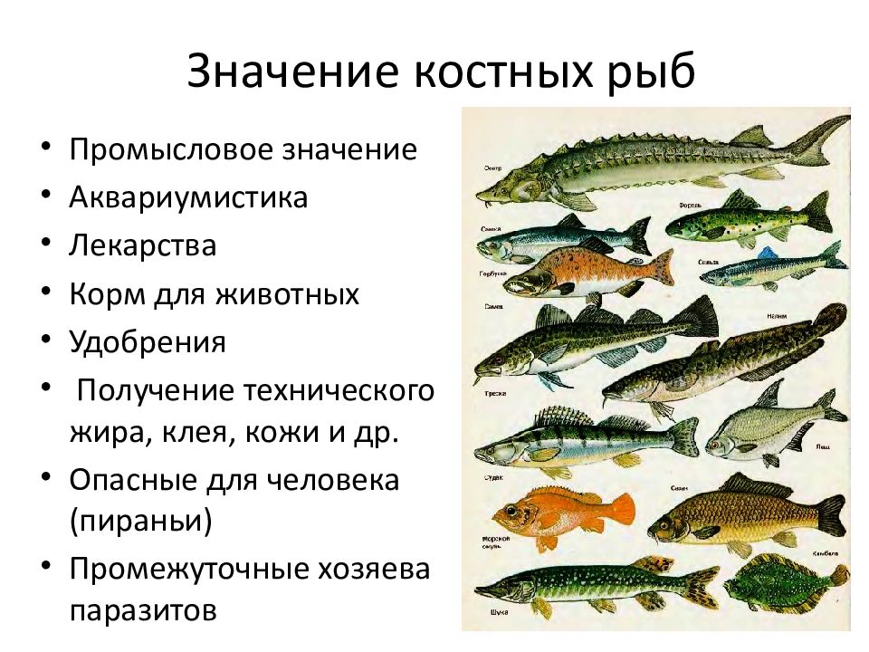 Используя рисунки в тексте параграфа расскажите о значении промысловых рыб для человека