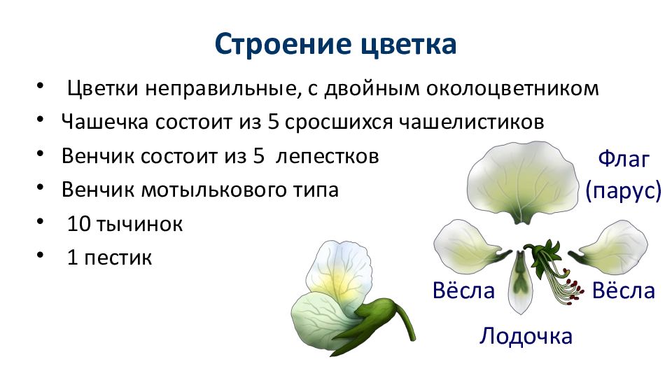 Схема цветка гороха