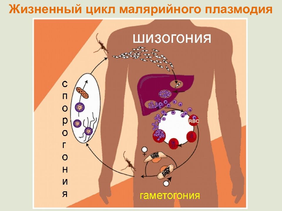 Малярийный плазмодий царство. Шизогония малярийного плазмодия. Жизненный цикл малярийного плазмодия схема. Цикл размножения малярийного плазмодия. Цикл развития малярийного плазмодия.