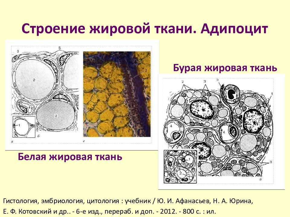 Запасает жировую ткань