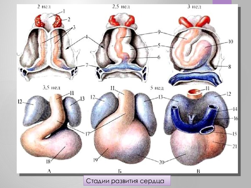 Развитие сердца презентация