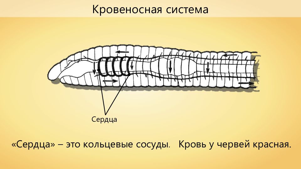 Кольцевые сосуды дождевого червя. Кровеносная система червей. Кольчатые черви строение. Кровеносная система кольчатых червей.