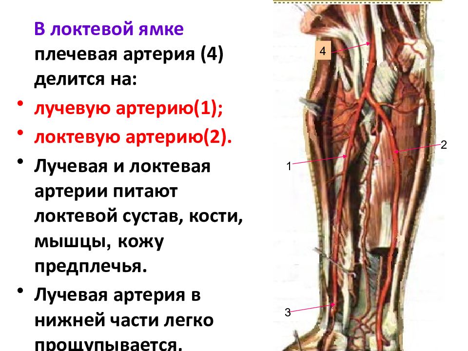 Правая лучевая артерия. Лучевая и локтевая артерии. Локтевая артерия анатомия. Артерии локтевой ямки. Ветви локтевой артерии.