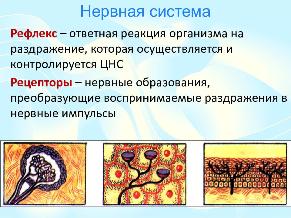 Ответная реакция организма на раздражение. Преобразование раздражения в нервные импульсы. Преобразует раздражение в нервный Импульс. Рецепторы это нервные окончания которые.