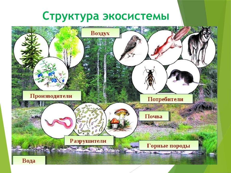 Структура экосистемы