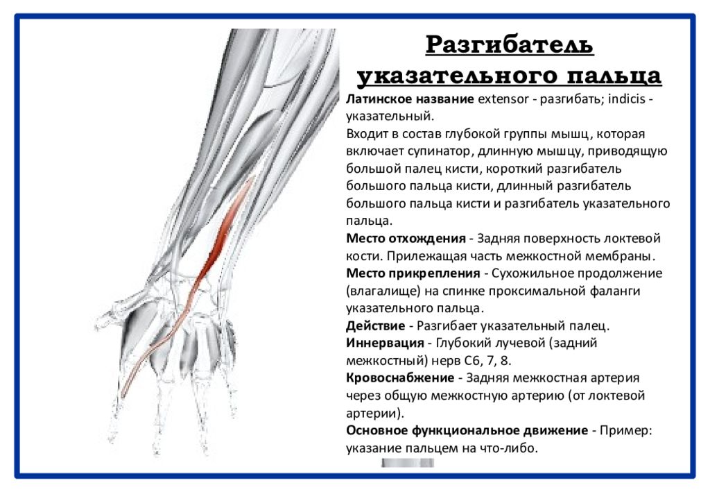 Длинные мышцы кисти. Разгибатели 1 пальца. Длинный лучевой разгибатель запястья. Длинный разгибатель пальца кисти. Разгибатель 1 пальца кисти.