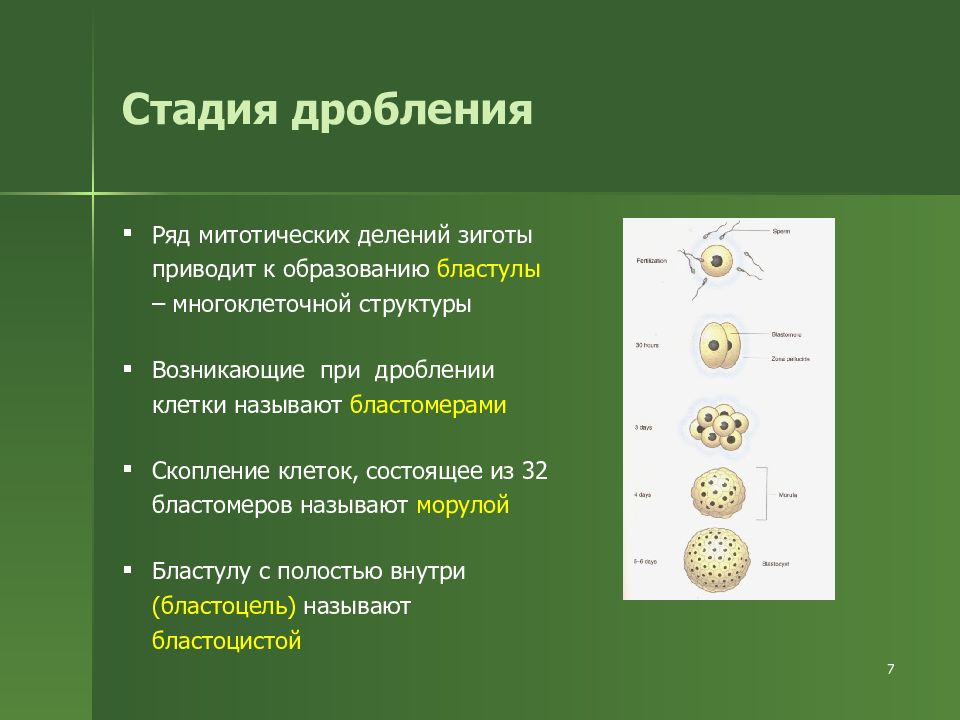 В результате дробления клетки. Этапы дробления зиготы. Стадии дробления зиготы. Дробление и образование бластулы. Стадии развития зиготы человека.