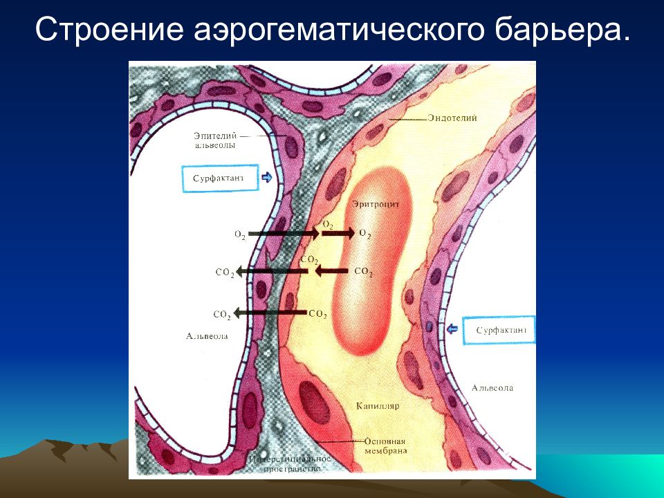 Аэрогематический барьер презентация