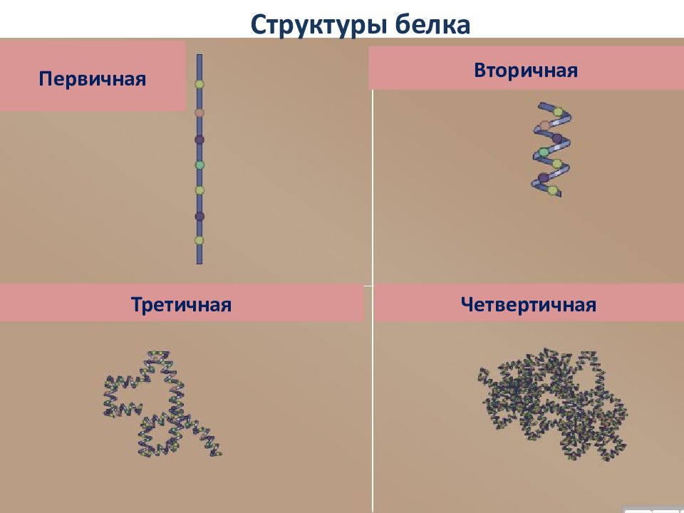 Структура характеристика первичная вторичная третичная четвертичная