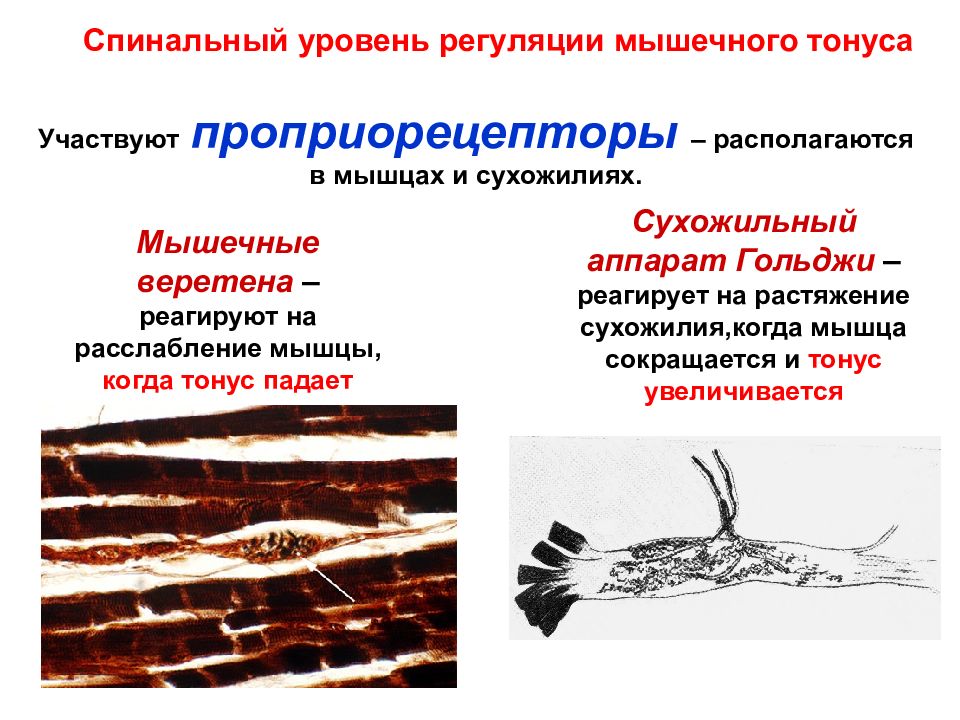 Регуляция мышц. Супраспинальные механизмы регуляции мышечного тонуса физиология. Механизм поддержания мышечного тонуса на уровне спинного мозга. Регуляция тонуса мышц схема. Спинальные механизмы регуляции тонуса скелетных мышц.