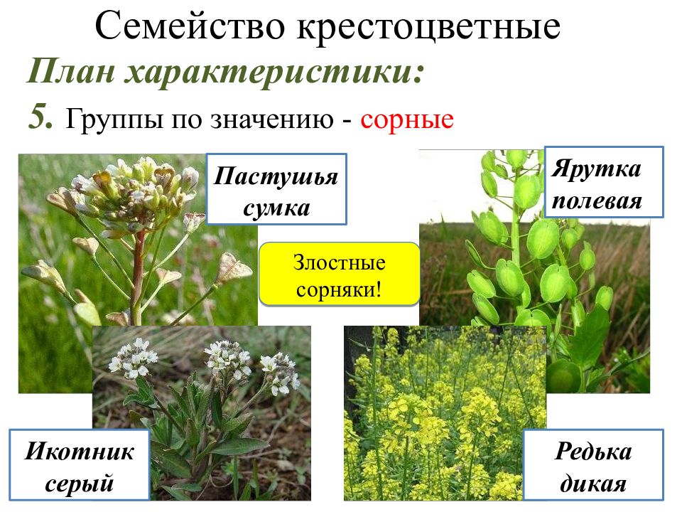 Характеристика крестоцветных. Семейство крестоцветные сорные. Рудеральные крестоцветные. Гинецей крестоцветных. Сорные крестоцветные растения.