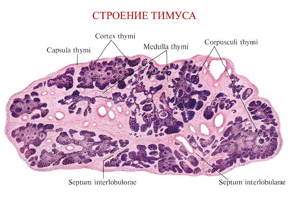 Органы кроветворения иммунной. Тимус гистология рисунок. Тимус гистология препарат. Тимус строение. Схема строения тимуса.