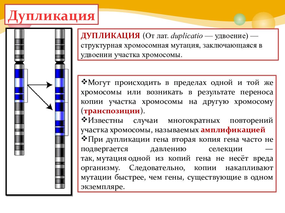 Удвоение участка хромосомы какая мутация. Хромосомные мутации делеция дупликация. Схема дупликации. Дупликация это в генетике. Дупликация это кратко.