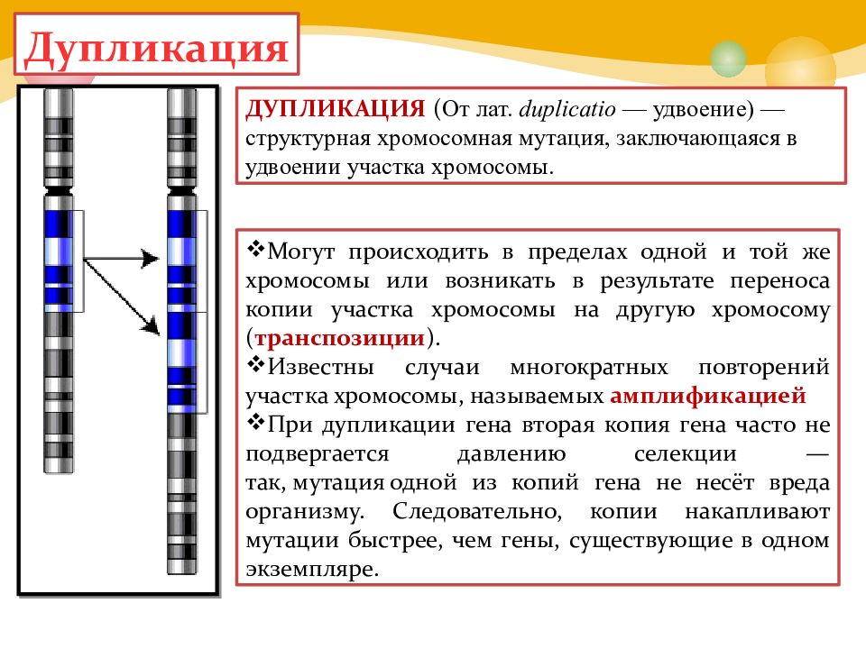 Удвоение участка хромосомы это. Дупликация участка хромосомы. Хромосомные мутации дупликация. Генные мутации делеция инверсия дупликация. Схема дупликации.