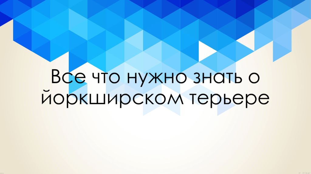 Все что нужно знать о йоркширском терьере