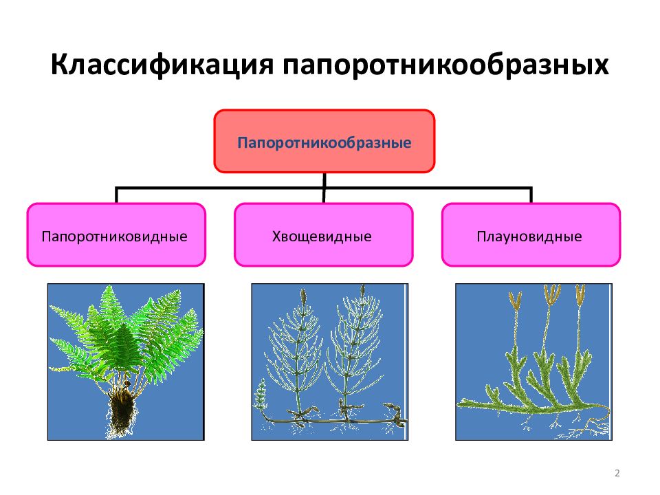 Значение папоротников схема