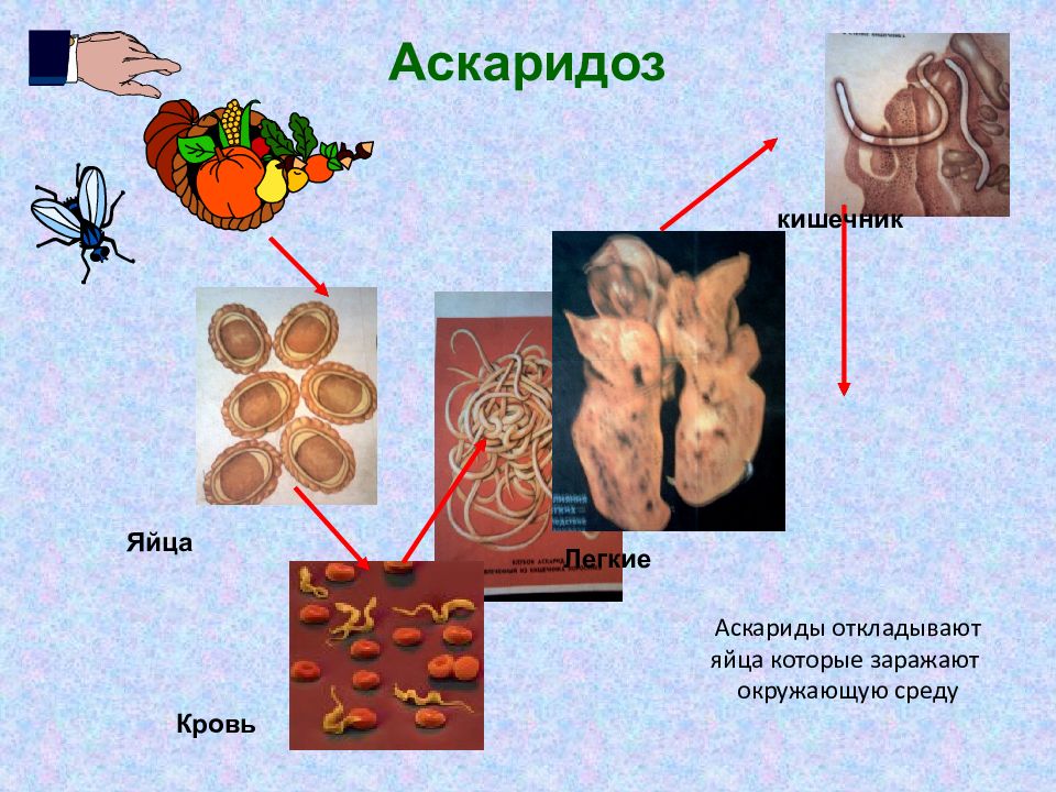 Какие продукты источник аскаридоза. Аскаридоз презентация. Простейшие паразиты человека.