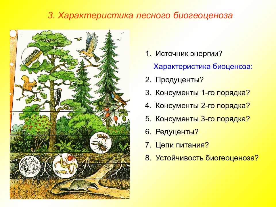 Продуценты лиственного леса