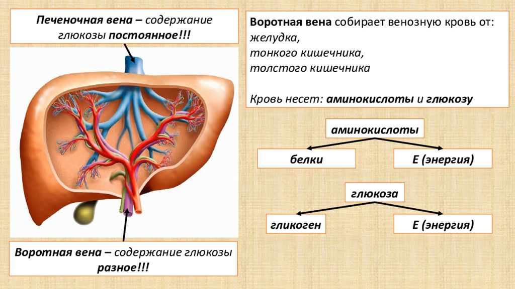 Пазуха с венозной кровью. Воротная Вена собирает кровь от. Венозную кровь содержат. Пупочная Вена содержит кровь. Какая Вена собирает кровь от тонкого кишечника.