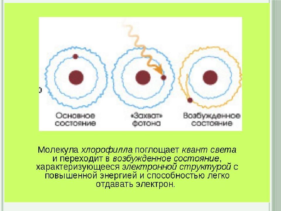 Возбуждение молекулы. Влзюуждение электролов хлопофил. Возбуждение хлорофилла. Возбуждение молекулы хлорофилла квантами света. Возбуждение электрона в молекуле.