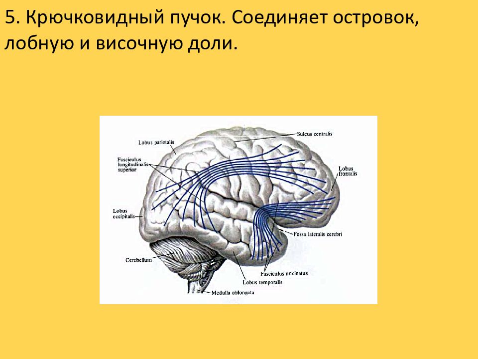 Лобную височную долю. Крючковидный пучок. Волокна соединяющие полушария конечного мозга. Крючковидный пучок мозга. Верхний продольный пучок.