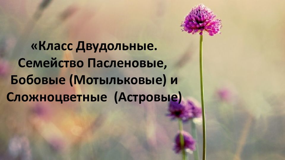 Семейства пасленовые и бобовые семейство сложноцветные 6 класс презентация