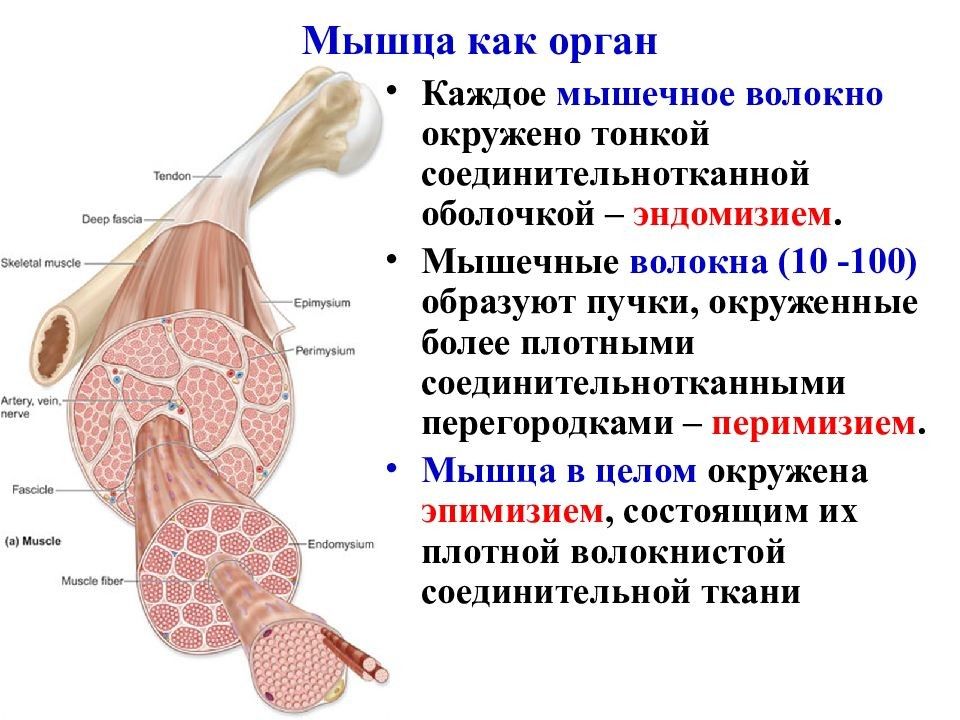 Дайте определение понятию мышцы. Строение мышечного волокна как органа. Мышца как орган гистология. Строение скелетной мышцы как органа. Строение мышцы как органа гистология.