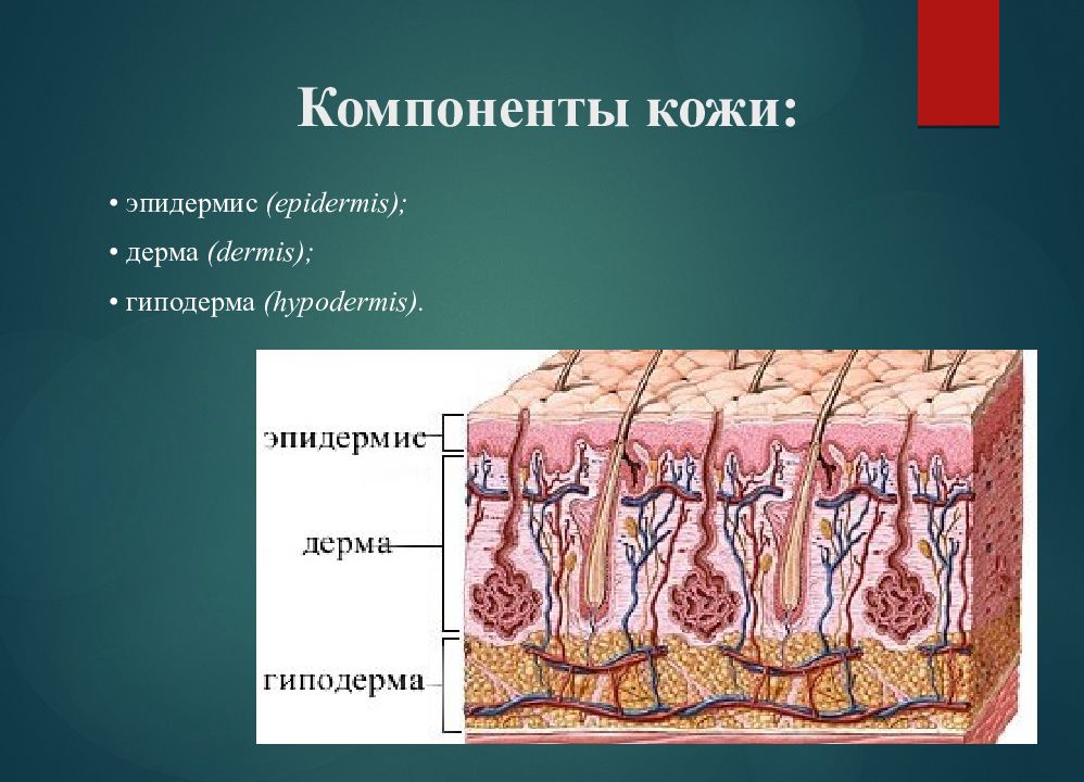 Рассмотрите рисунок 90 найдите эпидермис дерма и гиподерма