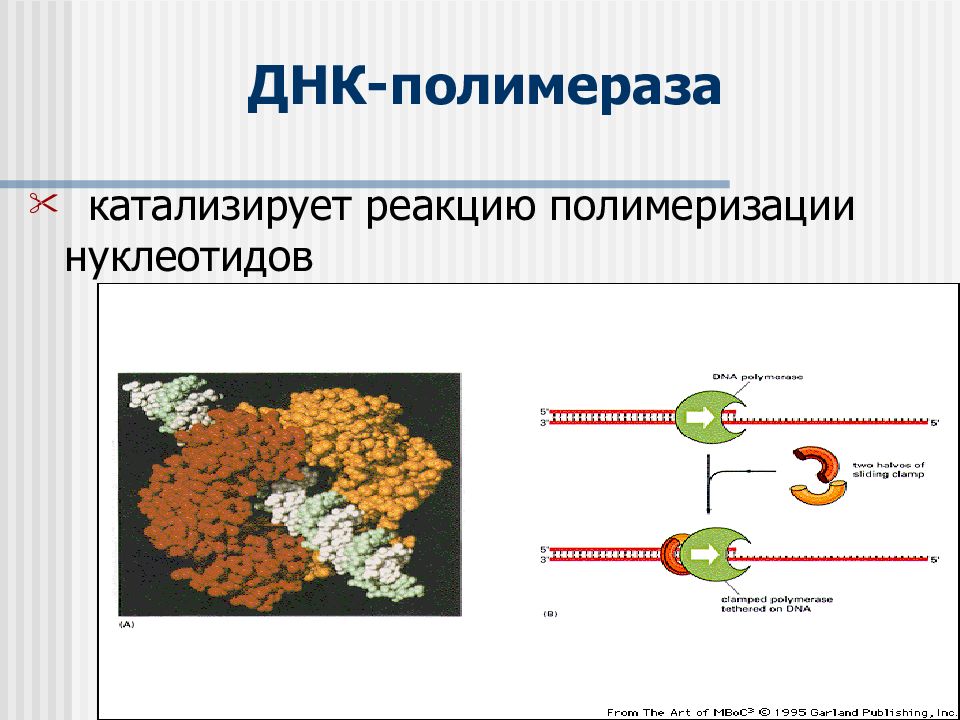 Днк полимераза картинка