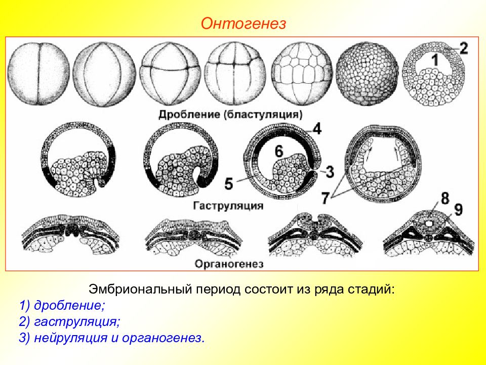 Какая стадия эмбрионального развития изображена на рисунке