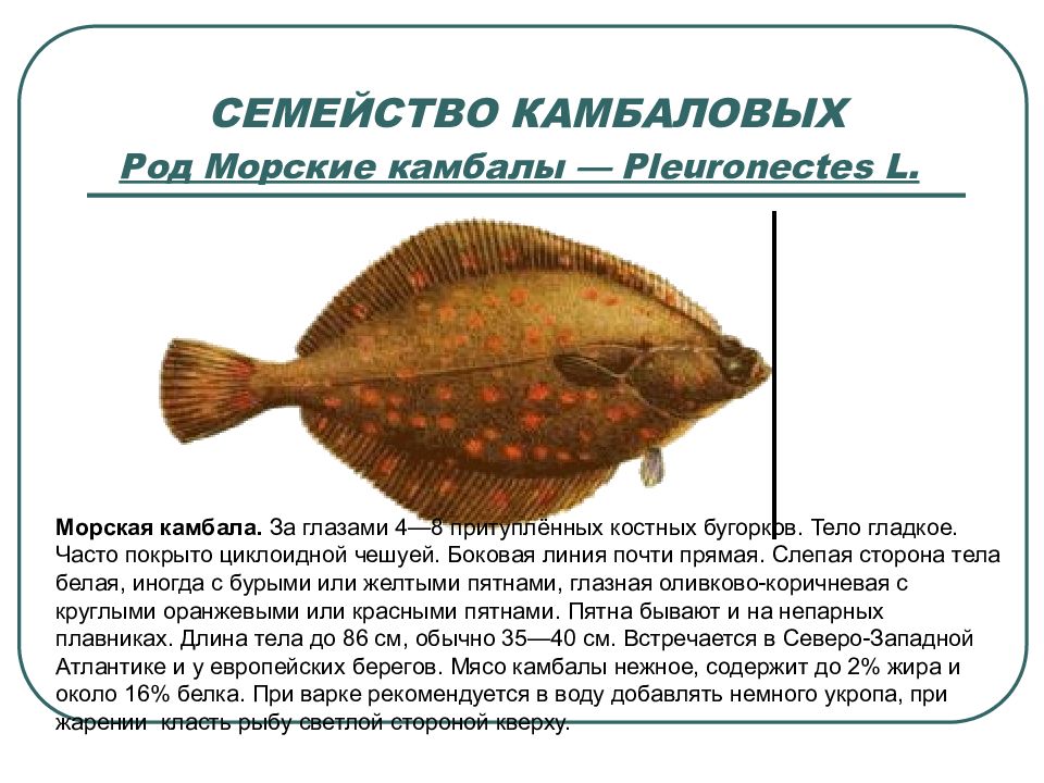 Семейство камбаловых рыб. Семейства промысловых рыб. Морская камбала среда обитания. Семейство камбаловых рыб список.