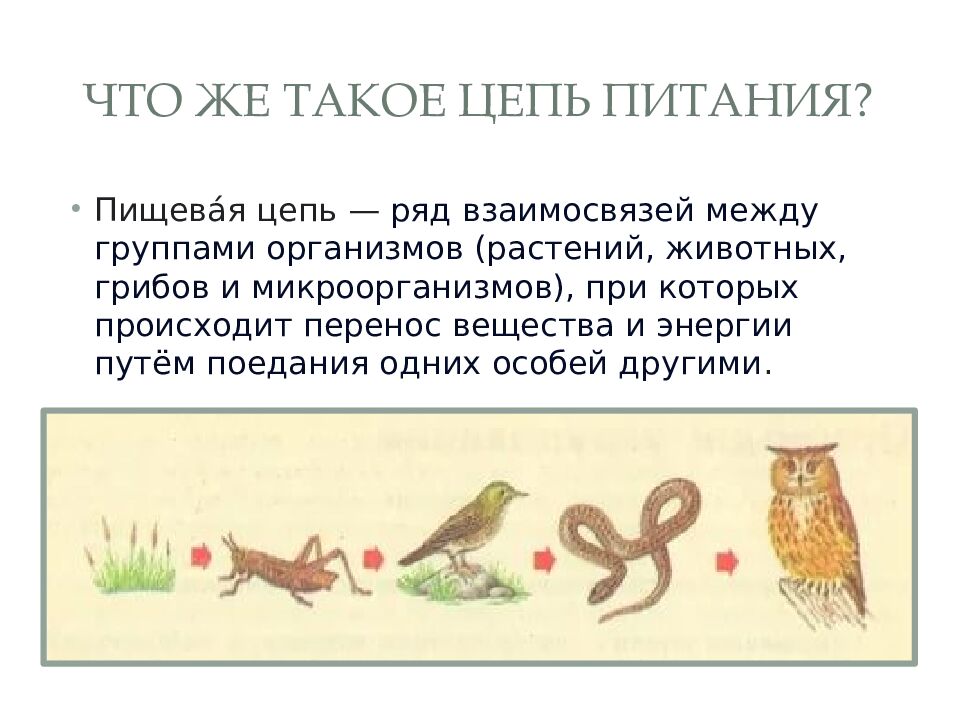 Что же такое цепь питания?